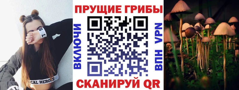 закладка  Рошаль  Псилоцибиновые грибы GOLDEN TEACHER 